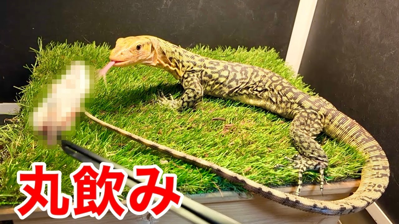 オオトカゲにより大きなマウスを給餌！