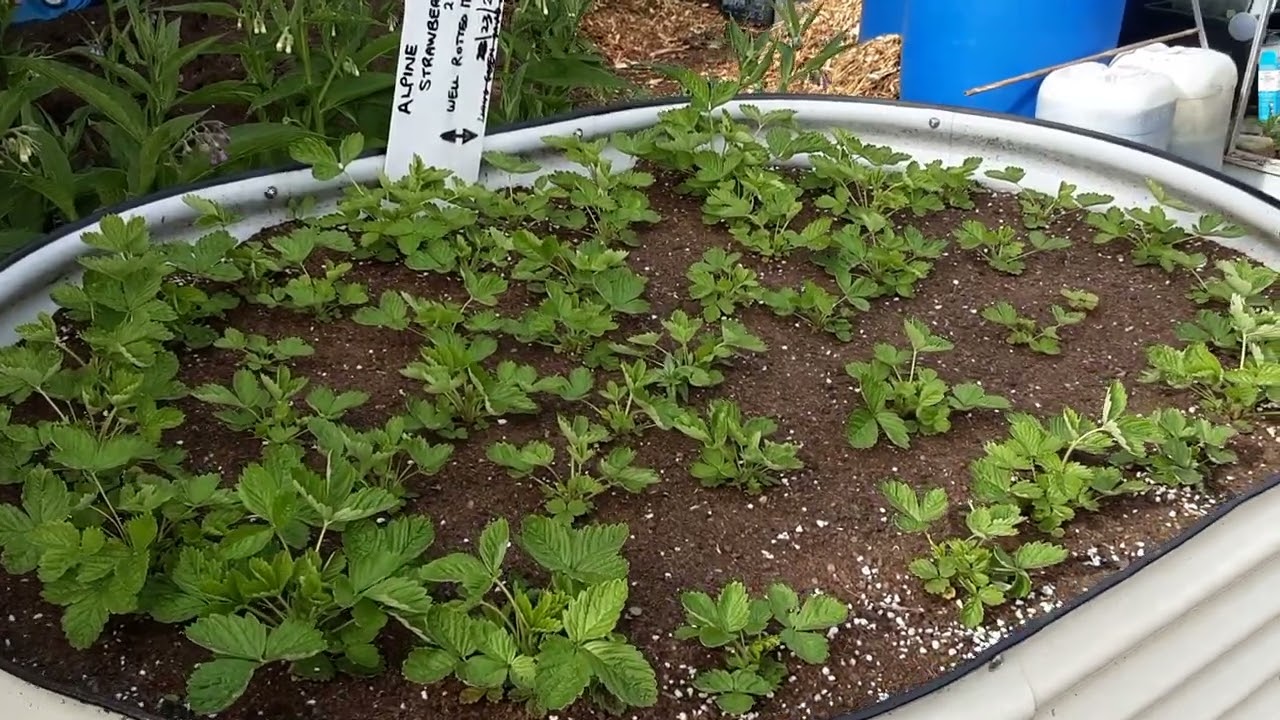 Plot 1 June 2024 Tour Of Our Allotment's   Fruit & Potato Abundance Is On It's Way