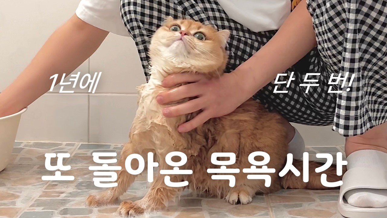 고양이 목욕 브이로그｜1년에 단 두 번! 목욕하는 날이 돌아왔어요!
