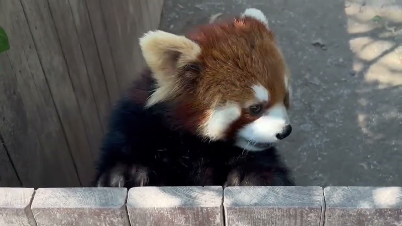 Unleash Your Inner Charm! - The Red Panda's Unique Appeal -ceceThe red panda is not a racc