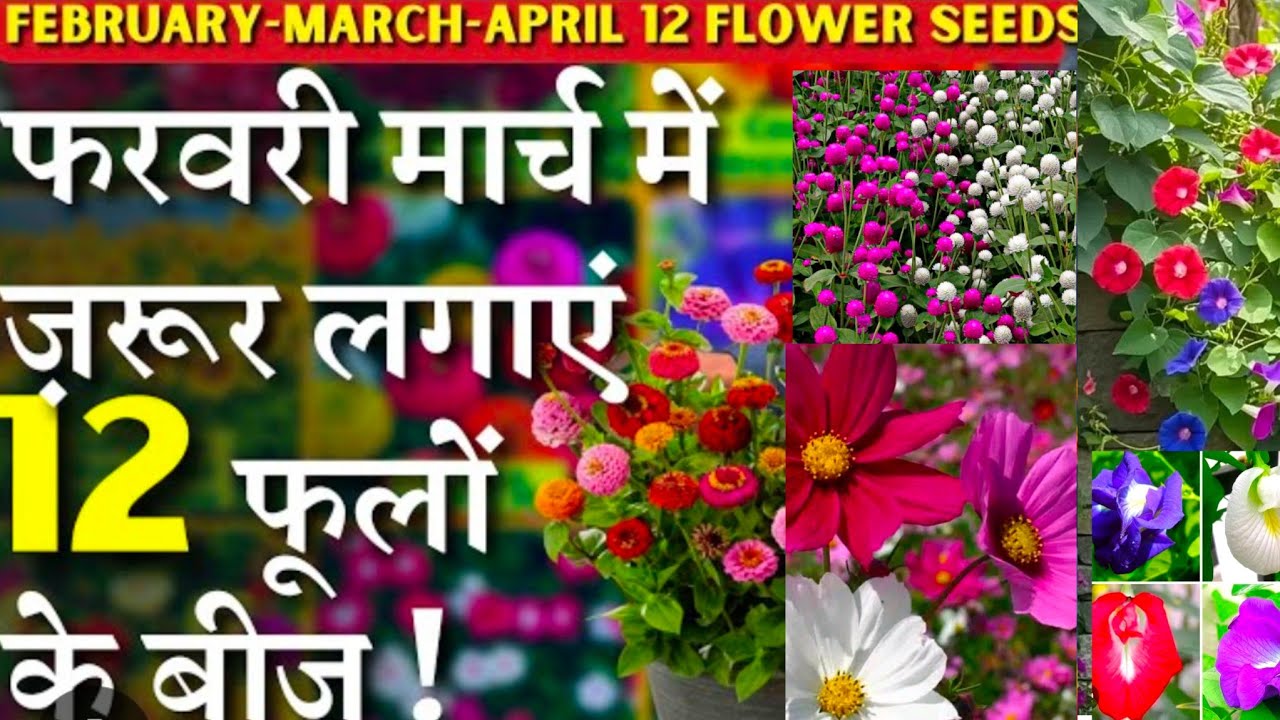 फरवरी मार्च  के गरमी में जरूर लगाएं ये 12 फूलों के बीज / March and AprilFlower growing seed