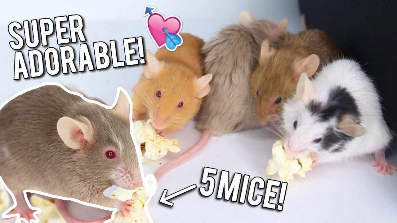 FEEDING MY MICE POPCORN! 🍿 | Mouse Care/Diet