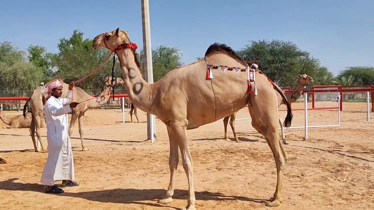 تعريف الحلال المشارك في مزاينة سويحان بمهرجان الظفرة 2022لسن الحقايق