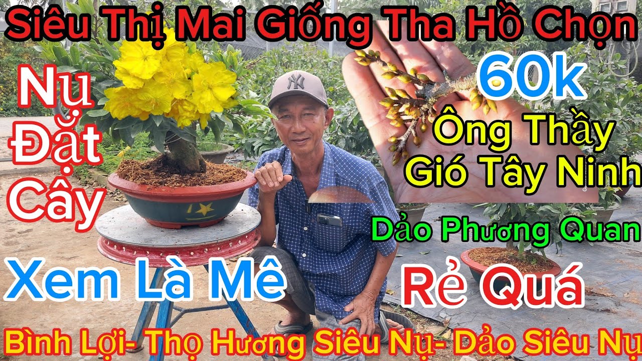 🍀18/1☎️0775739717☎️🌲Mai Vàng Giá Rẻ🌲60k Ông Thầy- Gió Tây Ninh- Hoa Hồng Lê Nguyễn- Bình Lợi..🌲
