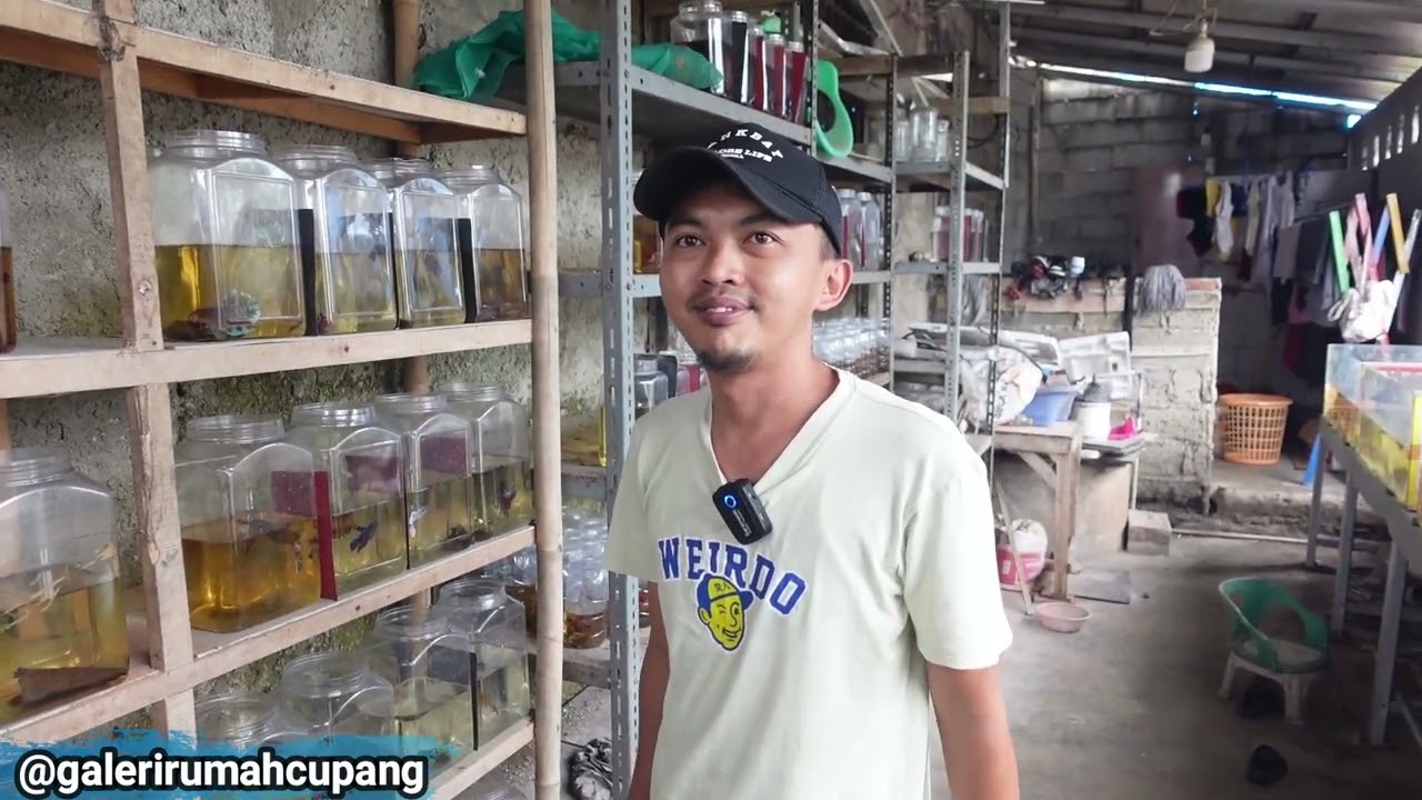 Bang Diki Sekarang Ternak Ikan Cupang Giant
