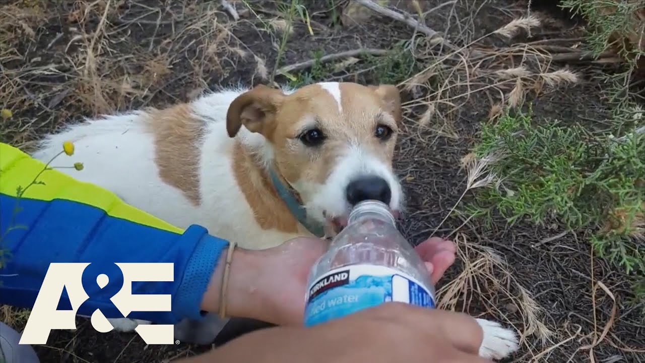 Rescue Cam: Dirt Bikers Rescue Lost Dog Wandering In 100° Temps | A&E