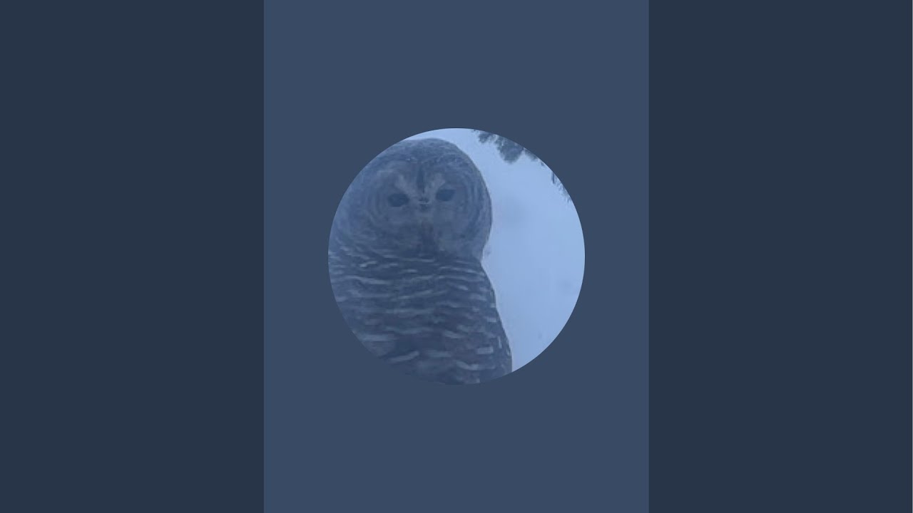 🦉 Barred owl in the tree hunting do you see him? 🦉 LIVE