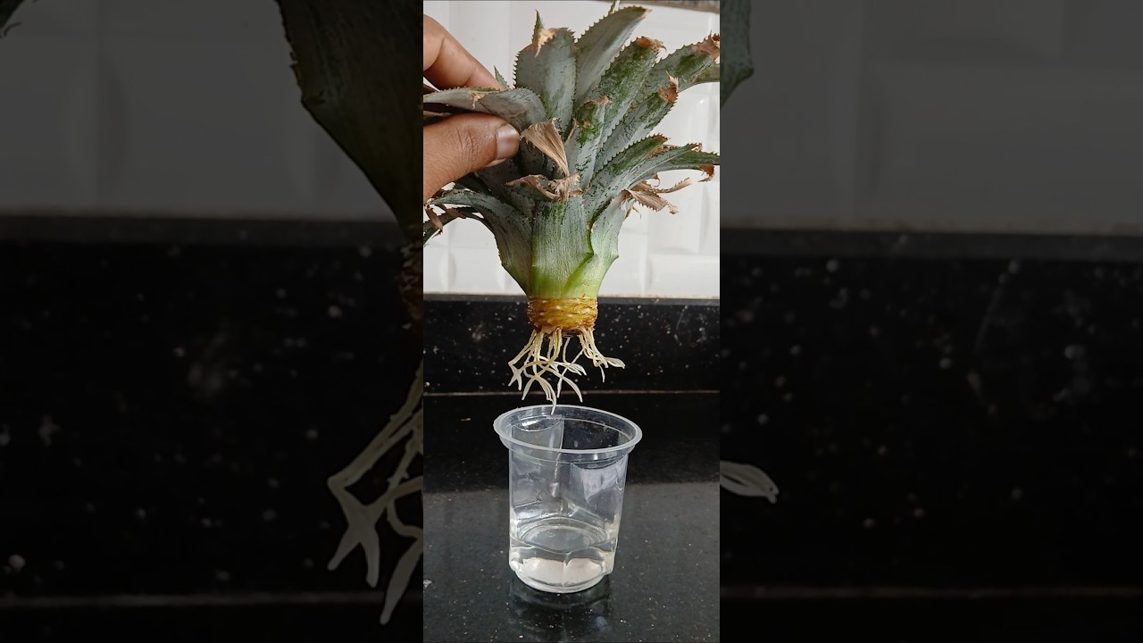 Pineapple Top Rooting in Water 🍍🌱 | Grow Pineapple at Home 