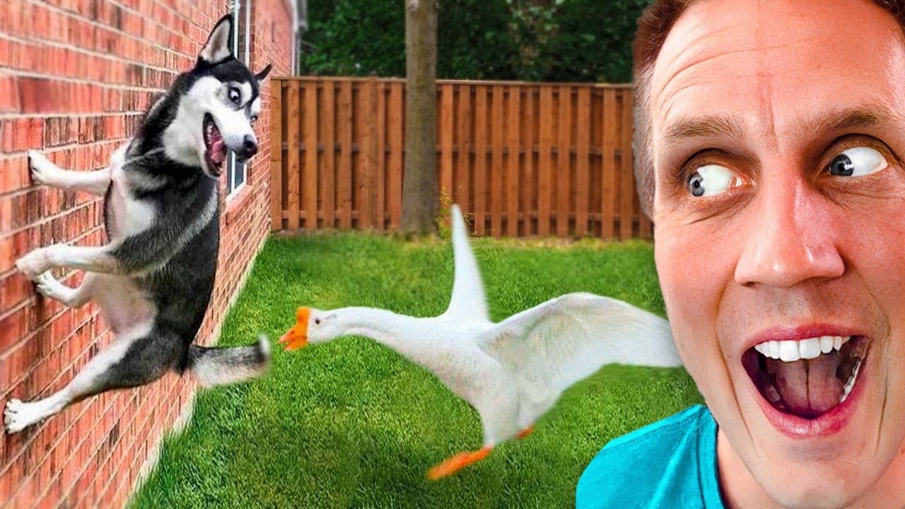Funniest Husky Videos 🤣 🐶 Funny And Cute Dog Videos Compilation of Huskies Screaming