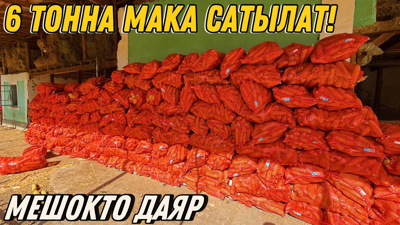 ЖЕМГЕ 6 ТОННА МАКА САТЫЛАТ 💪🏻#байтв 