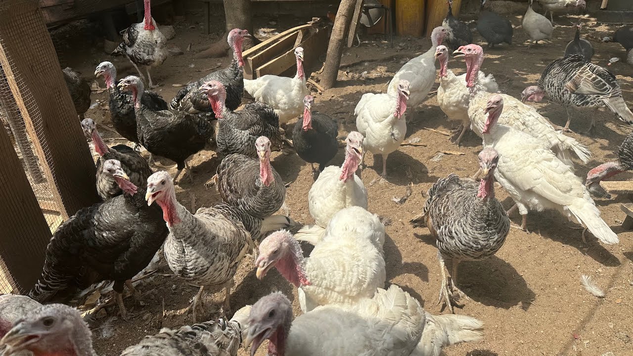 WHY GHANA YOU MUST GO INTO TURKEY FARMING