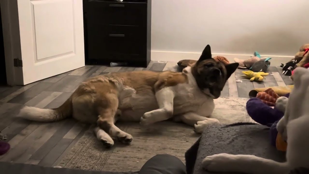 XL Akita rescue dog Zeus having a little roll and a sneeze #rescuedog #akita #dogvideos