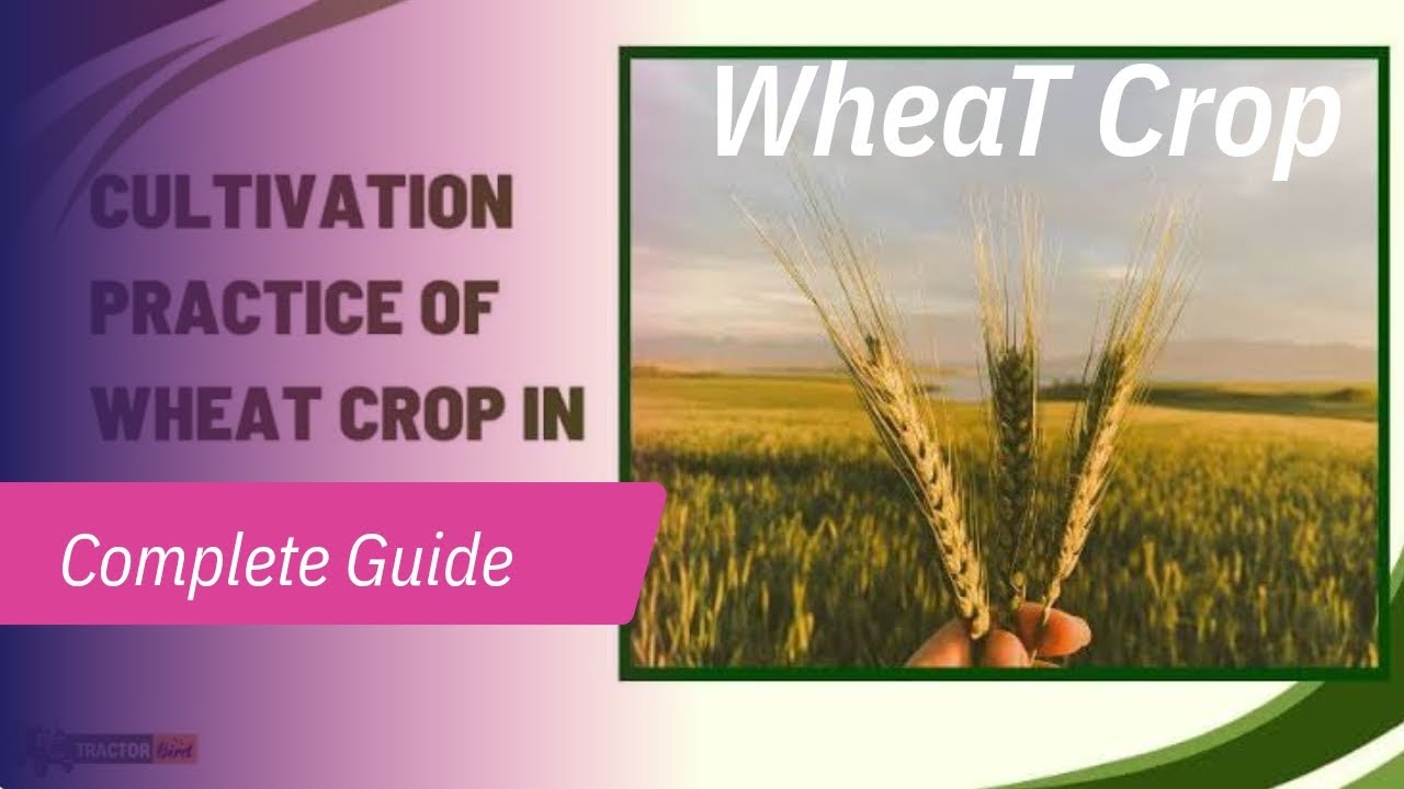 Wheat Crop Production in Rabi Season | Step-by-Step by Agriculture Tutorial