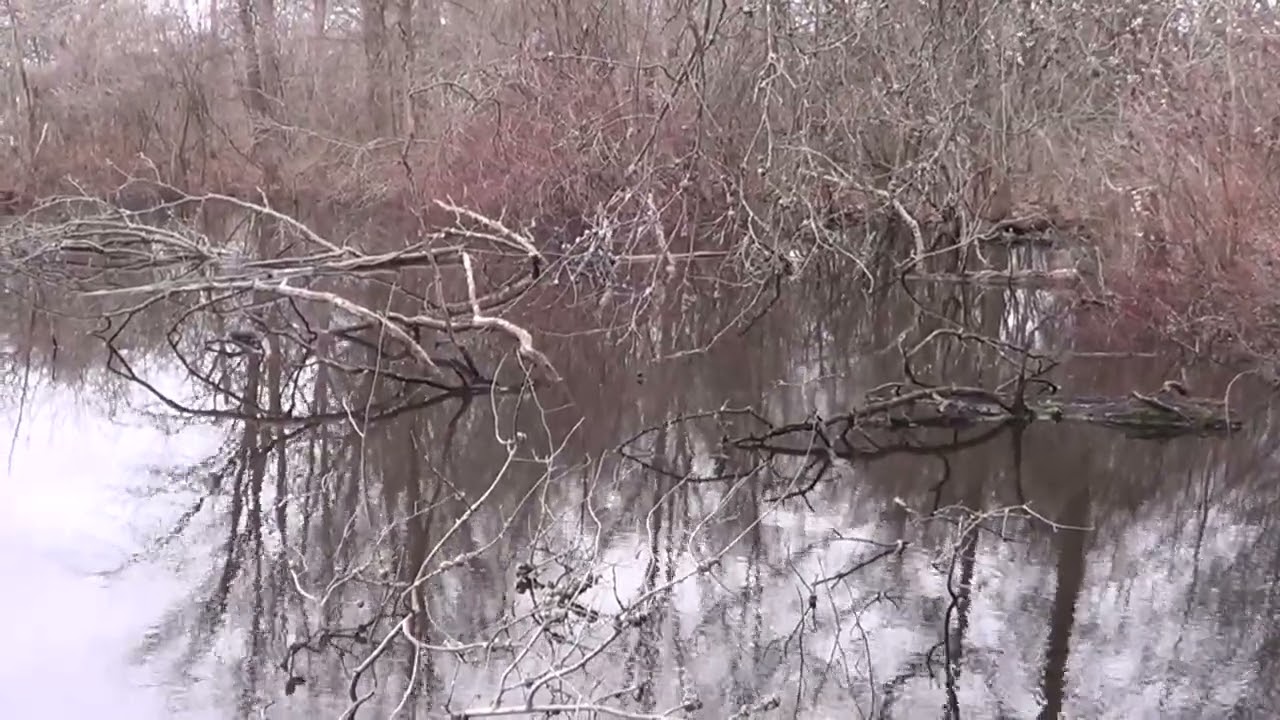 Unknown Pond Sounds 1 HQ HD