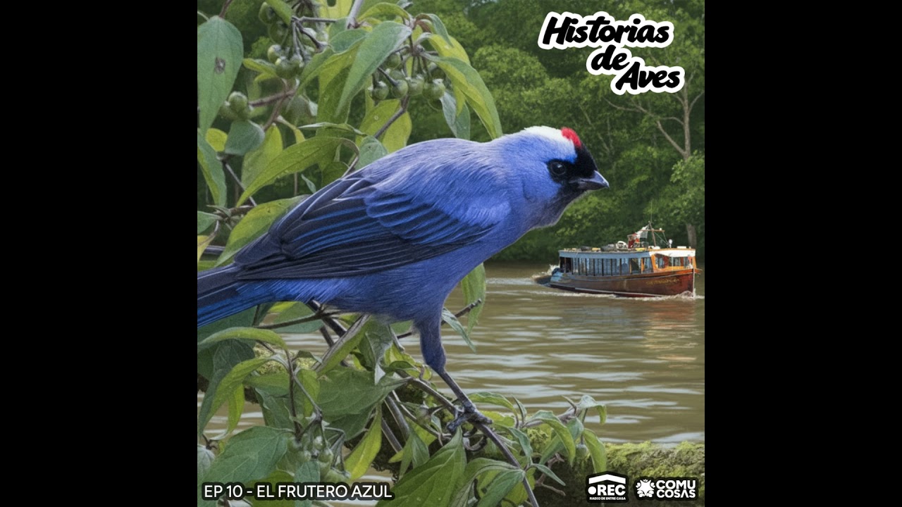 Historias de Aves #10: El Frutero Azul