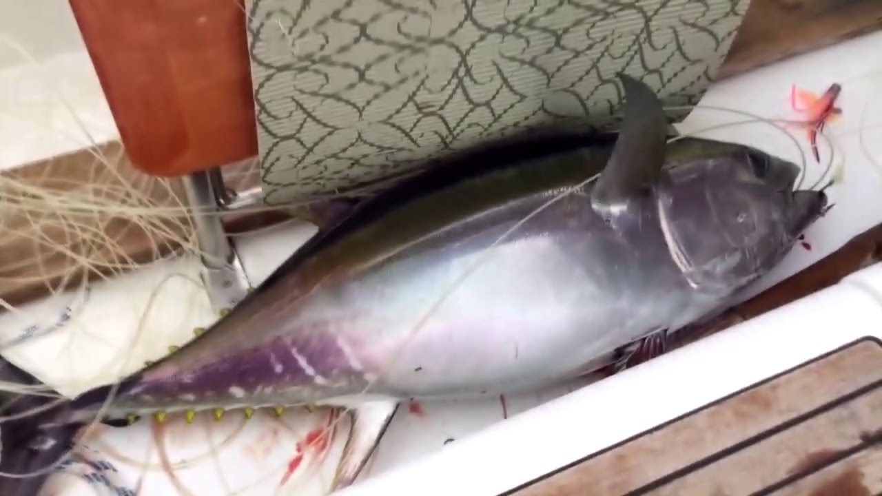 Fishing from the sailing yacht. Trolling, Big Tuna, 60 kg.