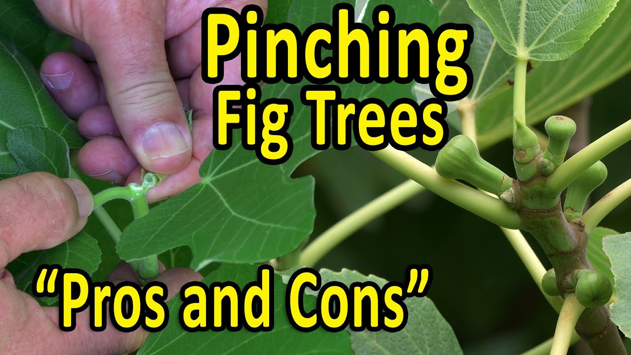 PINCHING Fig Trees to promote Early Fruiting and Branching – “Pros and Cons” | Why, How and When