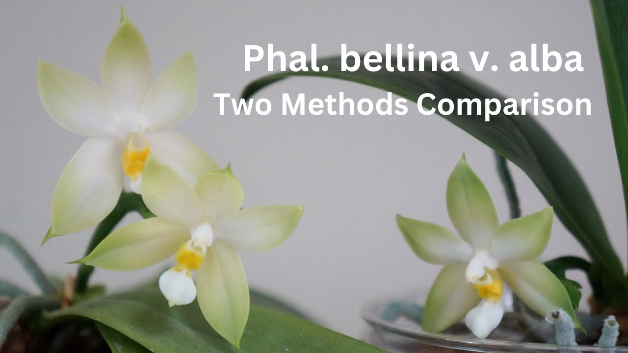 Check Out My Two Phal. bellina (var. alba) side by side | Suitable for beginners | Orchid Care Tips