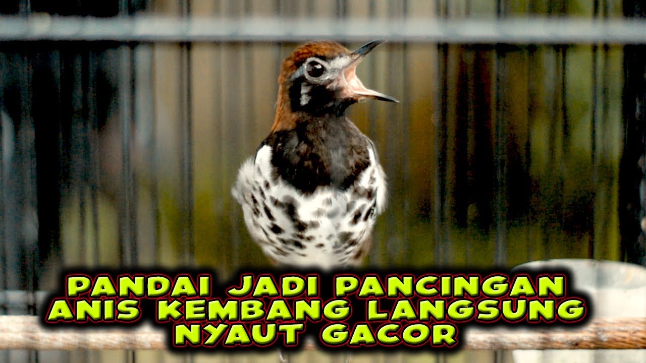 ANIS KEMBANG GACOR NGEPLONG PANDAI JADI PANCINGAN ANIS KEMBANG BIAR BUNYI, CAPTIAO 4