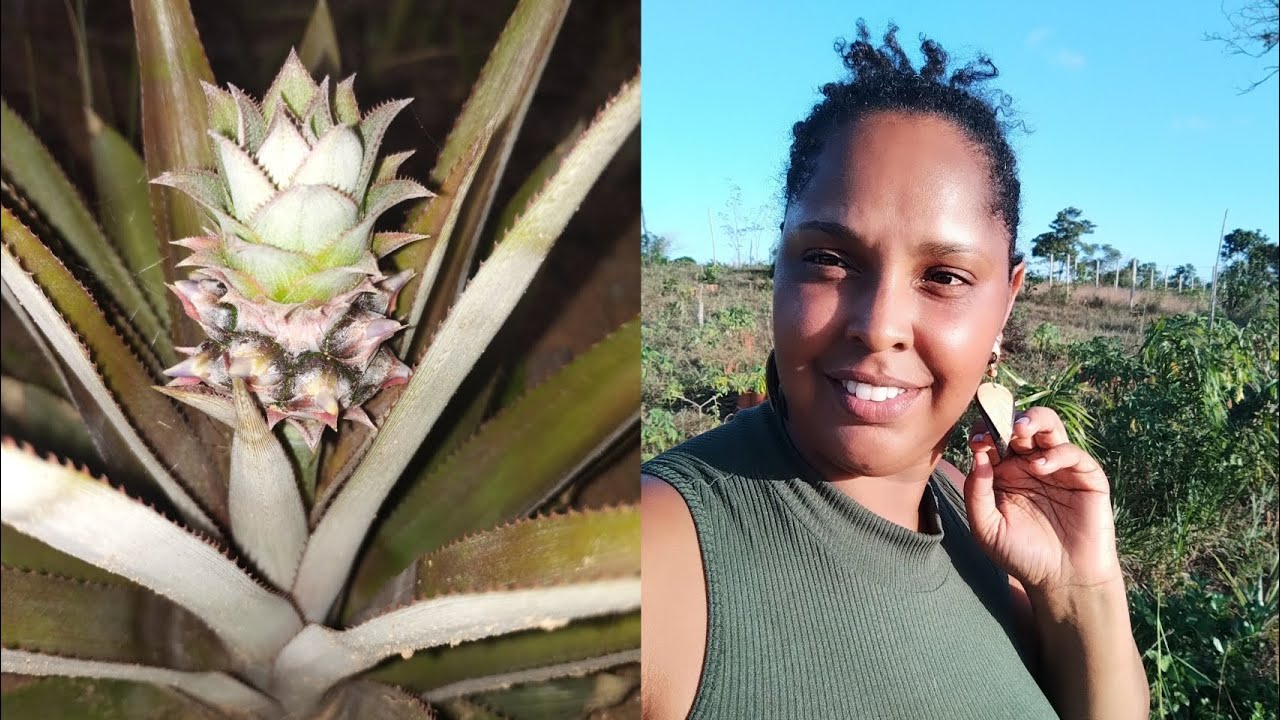 #sítio plantamos abacaxi ,limpamos as bananeiras e colocamos telhas nas #frutífera.