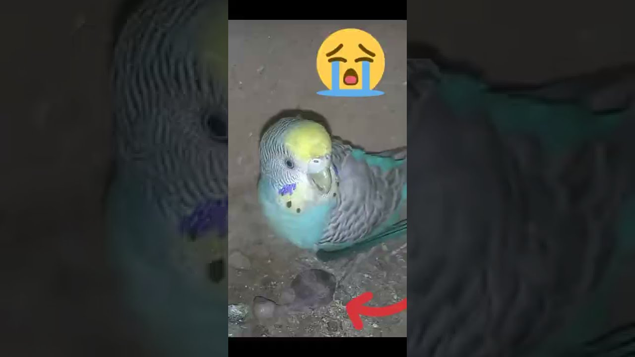 Love Birds chick Expire😭😫