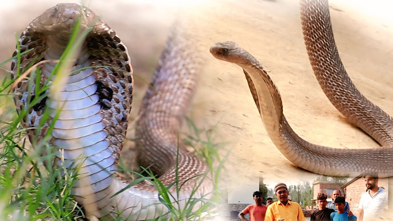 घर के अंदर निकाला कोबरा सांप एक जान को बचाने में एक जान चली गई#rescue #cobra #animalrescue 