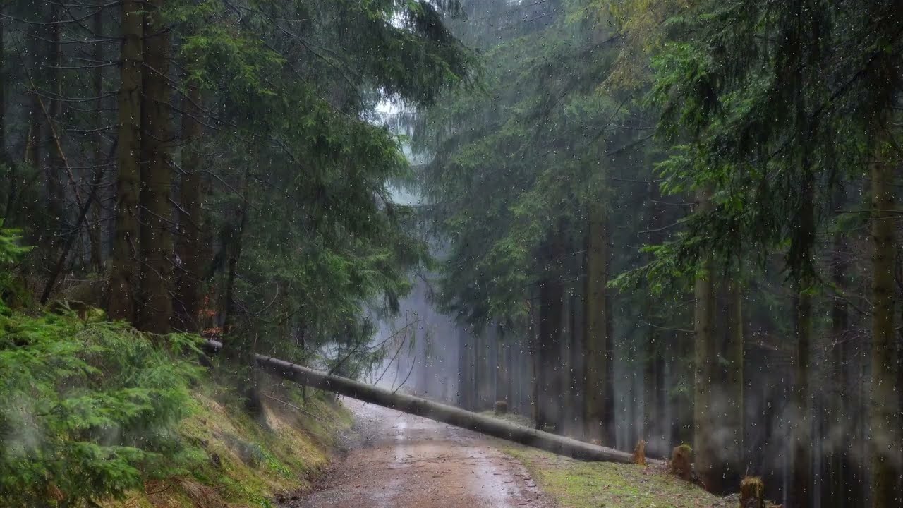 1 Hour Rain in the Forest | Relaxing Nature Sounds for Sleep, Study & Relaxation