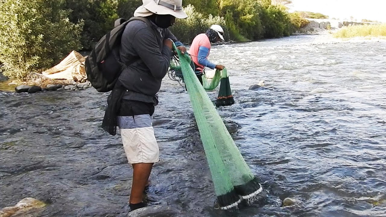 Mira!! estos dos hombres usan hábilmente sus atarrayas para atrapar tremendos camarones del río