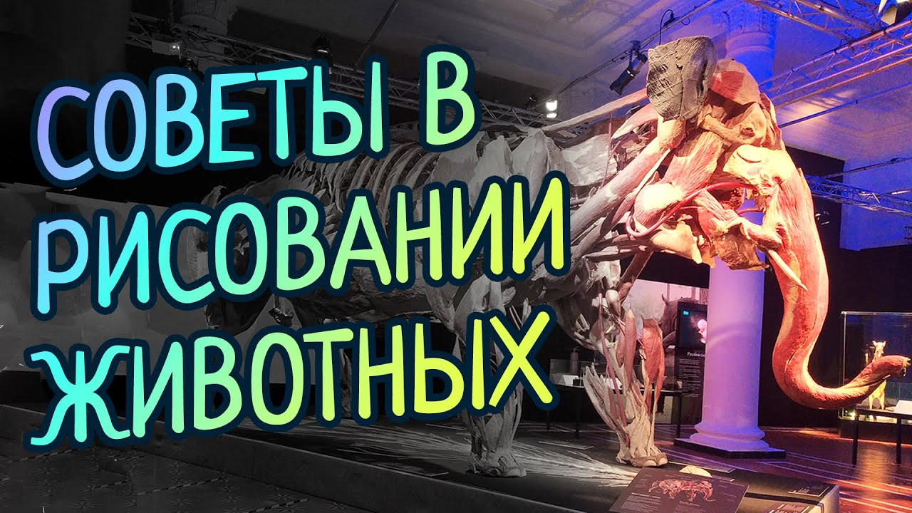 Анатомия животных для художников (немножко схем и скелетов)