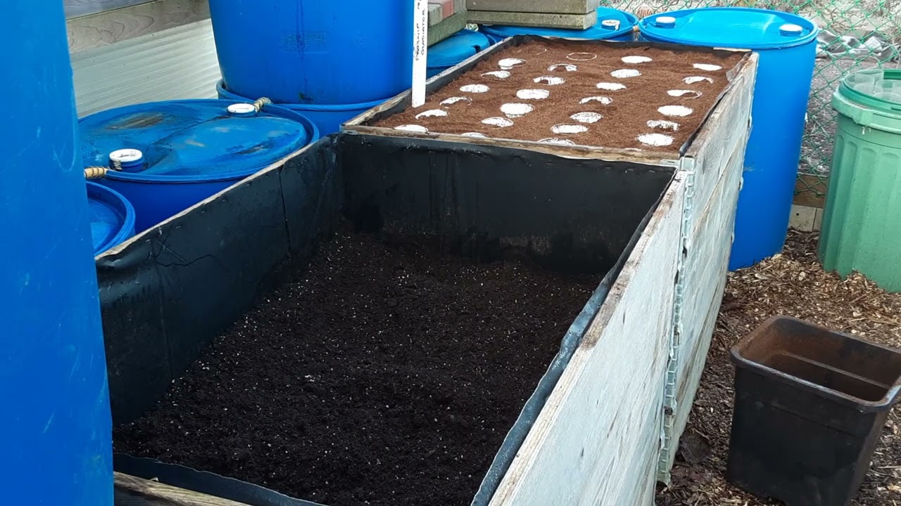 How Do I Prepare My Beds For Carrots & Parsnips For A Near Perfect Crop 🌻 Winter Vegetable Harvest