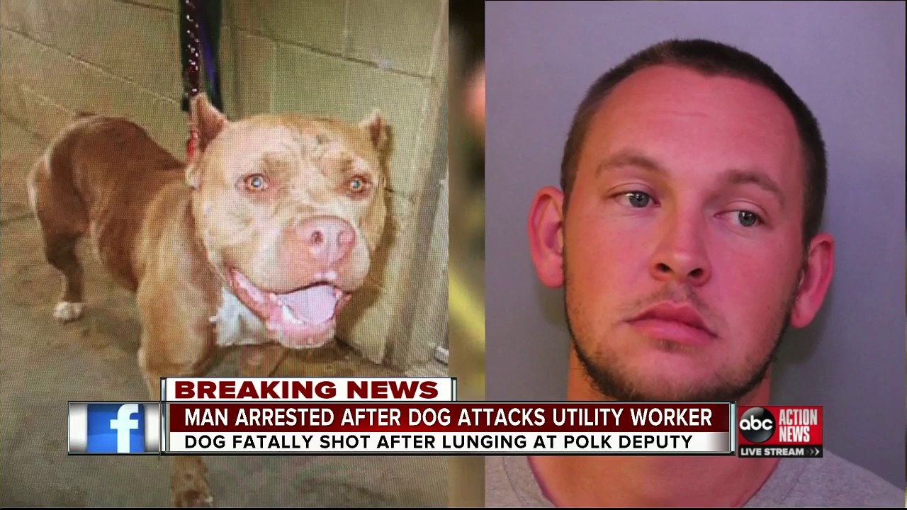 Deputies shoot, kill dog attacking Lakeland meter reader