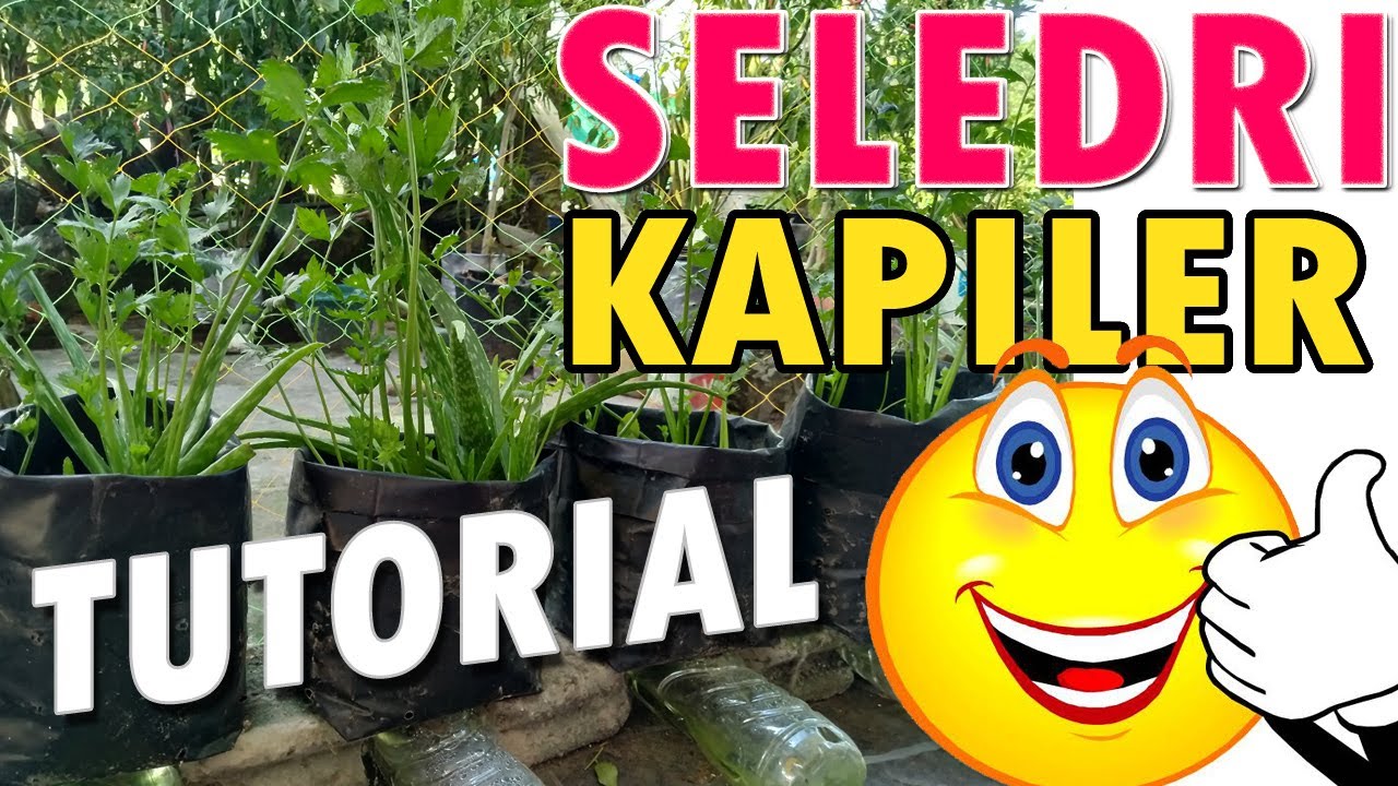 CARA Menanam SELEDRI, Sledri Irigasi KAPILER mirip Daun SOP Hidroponik