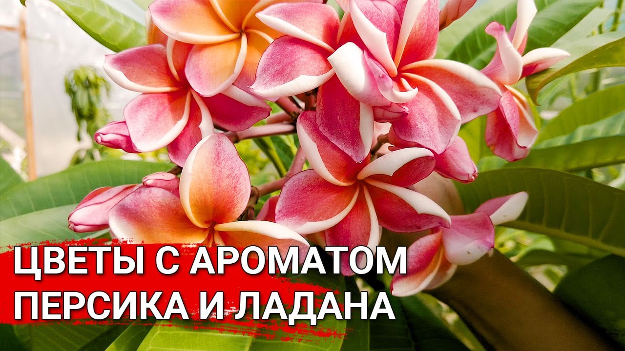Цветы с ароматом персика и ладана | Плюмерия
