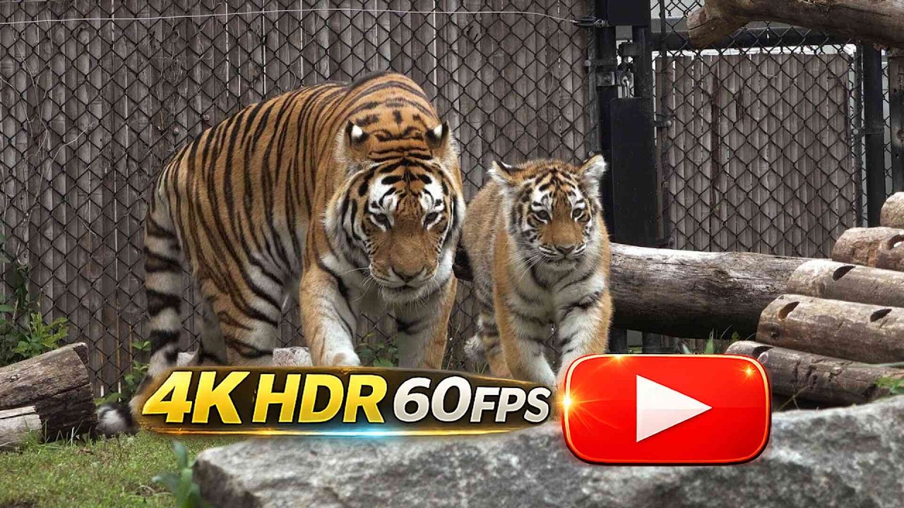 🐯 Tigress Mila Waving Goodbye 🐒🦒🐫🦘 to the Toronto Zoo 2023 (4K HDR)