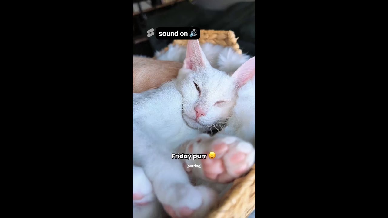 sound on for max cuteness @ASMR-Whiskers #prrr #kitty #cozy