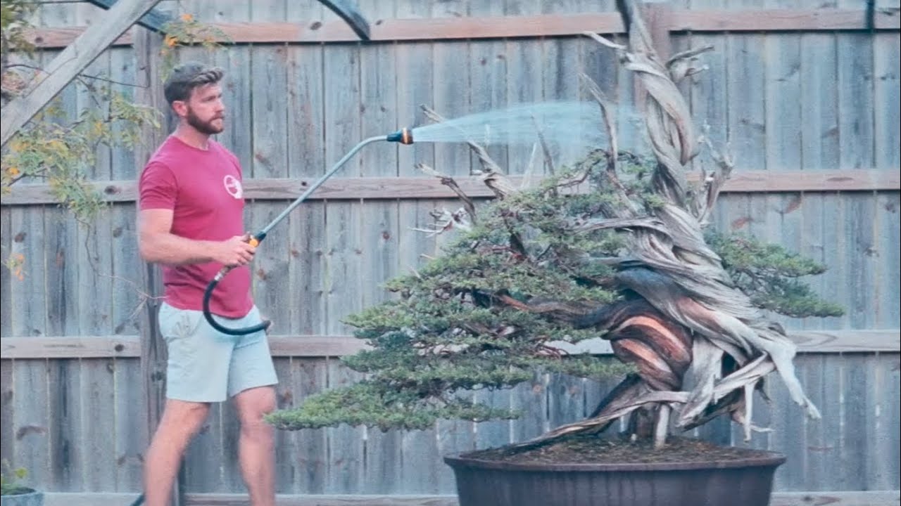 Leaving a Legacy | The Story of the Tatsumaki Bonsai