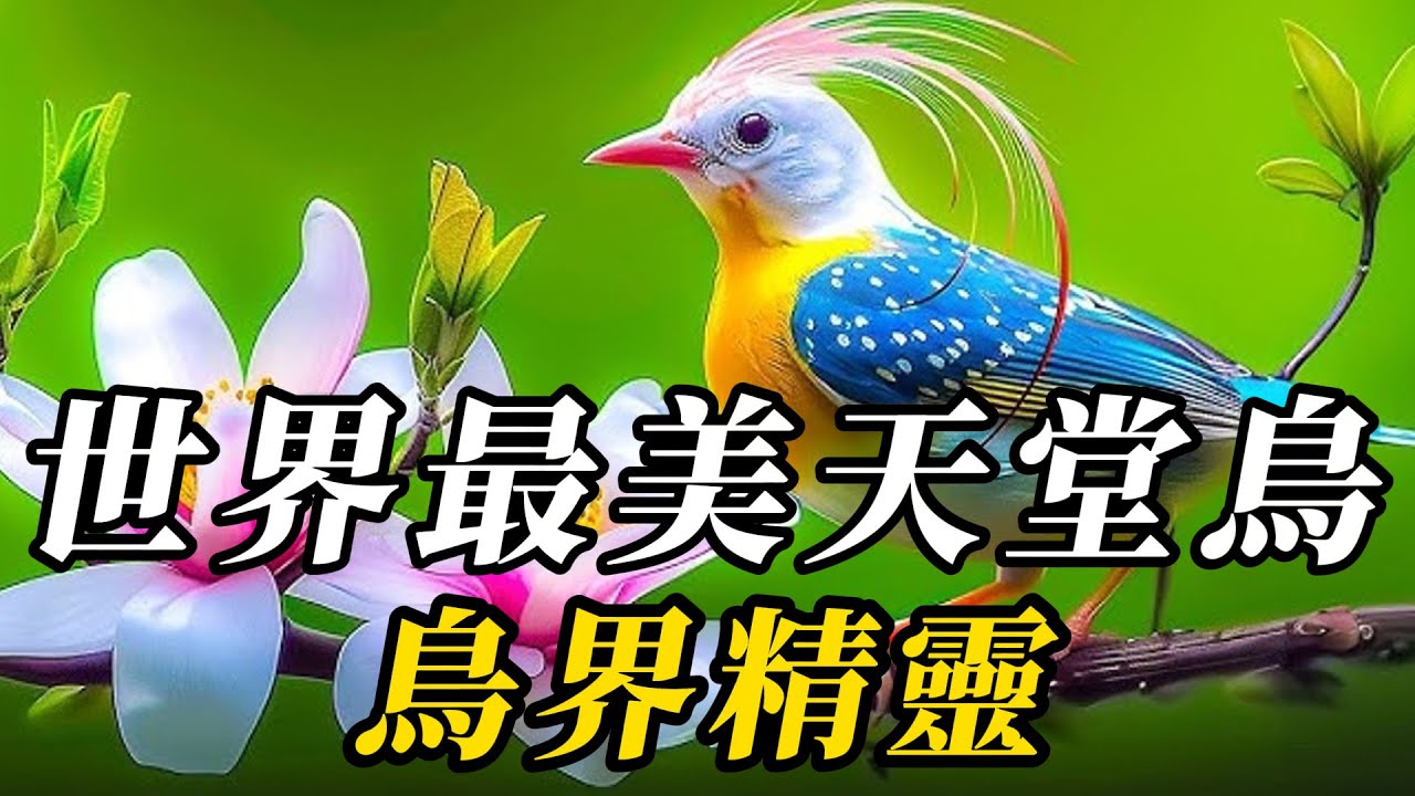 全世界最美的10種天堂鳥，美到孔雀都自愧不如！第壹名黑金爲甲、銀羽作冠，身穿傘裙、魅力無限！#动物 #animals #知识渊博 #科普 #百科密码 #野生动物 #寵物