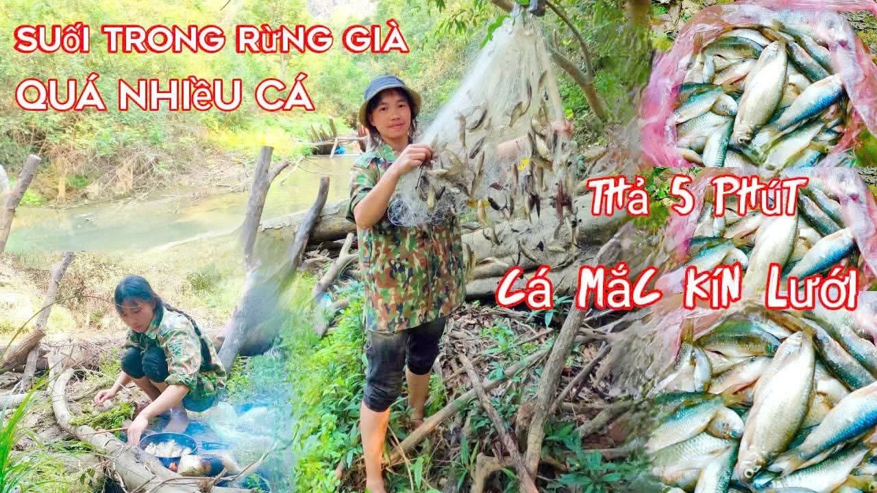 Bắt Cá Suối Trong Rừng Già , Quá Nhiều Cá Ngon