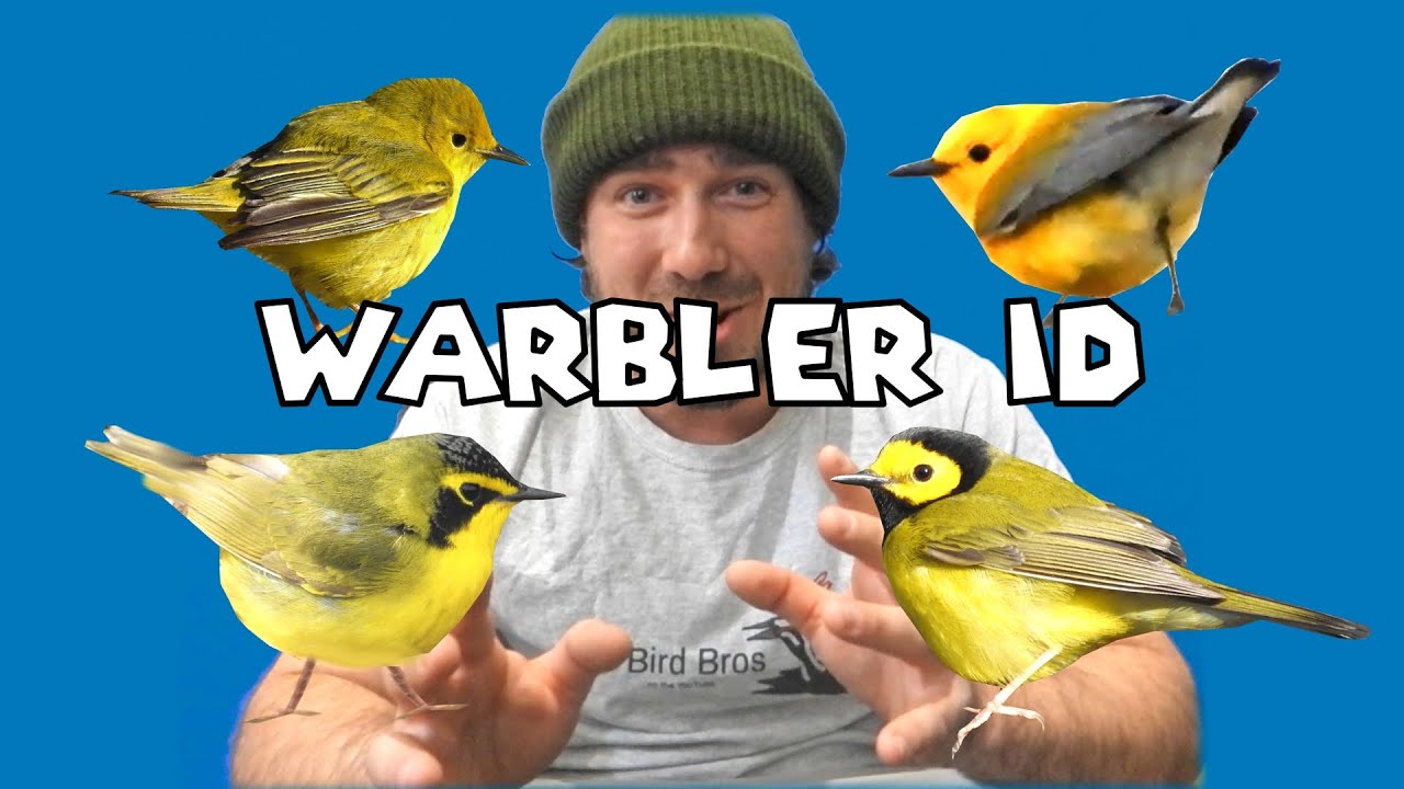 Hooded, Kentucky, Prothonotary etc... Warbler ID Info