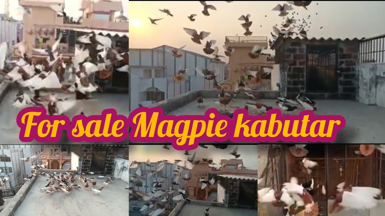 For Sale Magpie Kabutar Udte Huey 8439639342