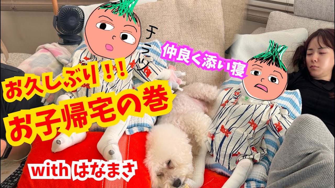 【久しぶりのお子帰宅! 】はなまさとの距離縮まるの巻♡