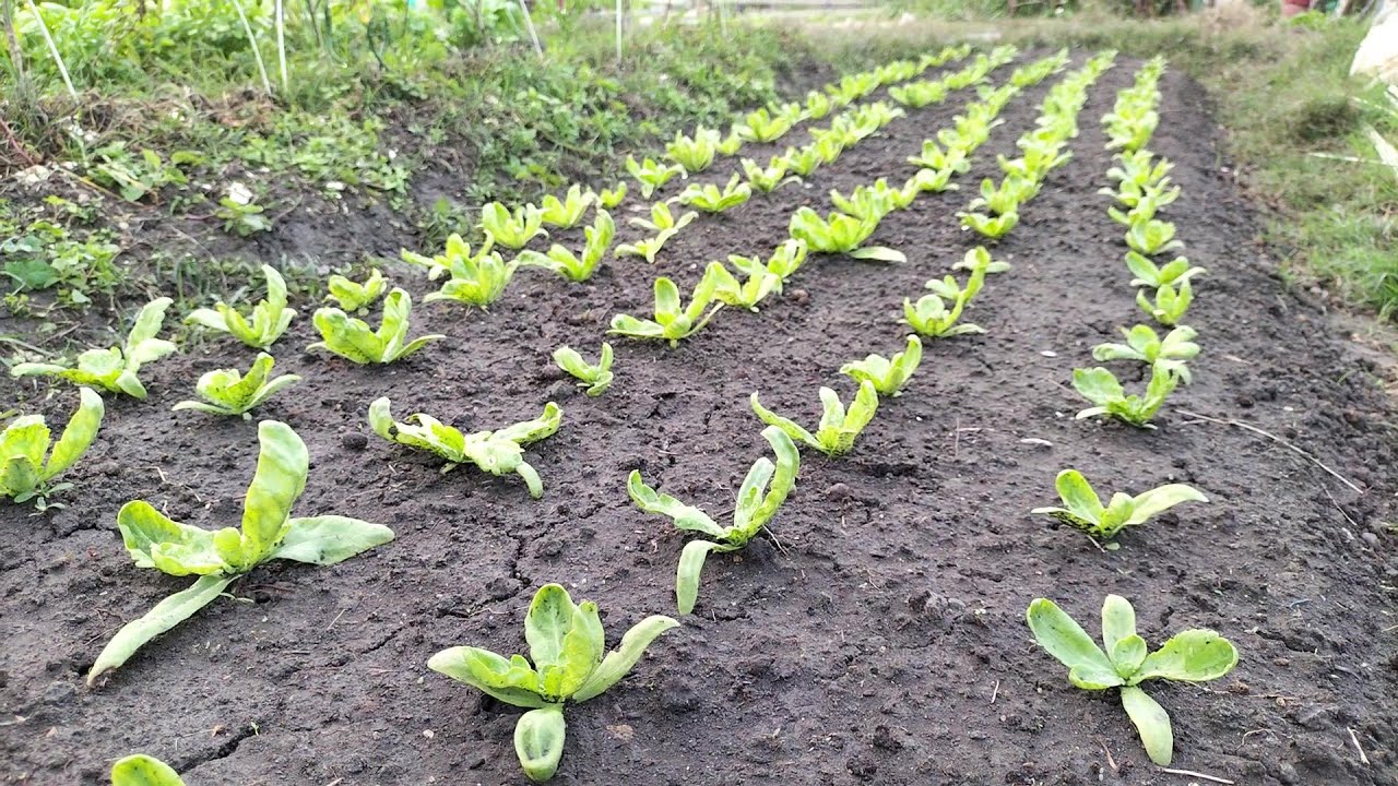 [狐狸菜園] 移植大葉茼蒿 原菜床改種高麗菜跟包心白菜 Transplanting Crown Daisy seedlings