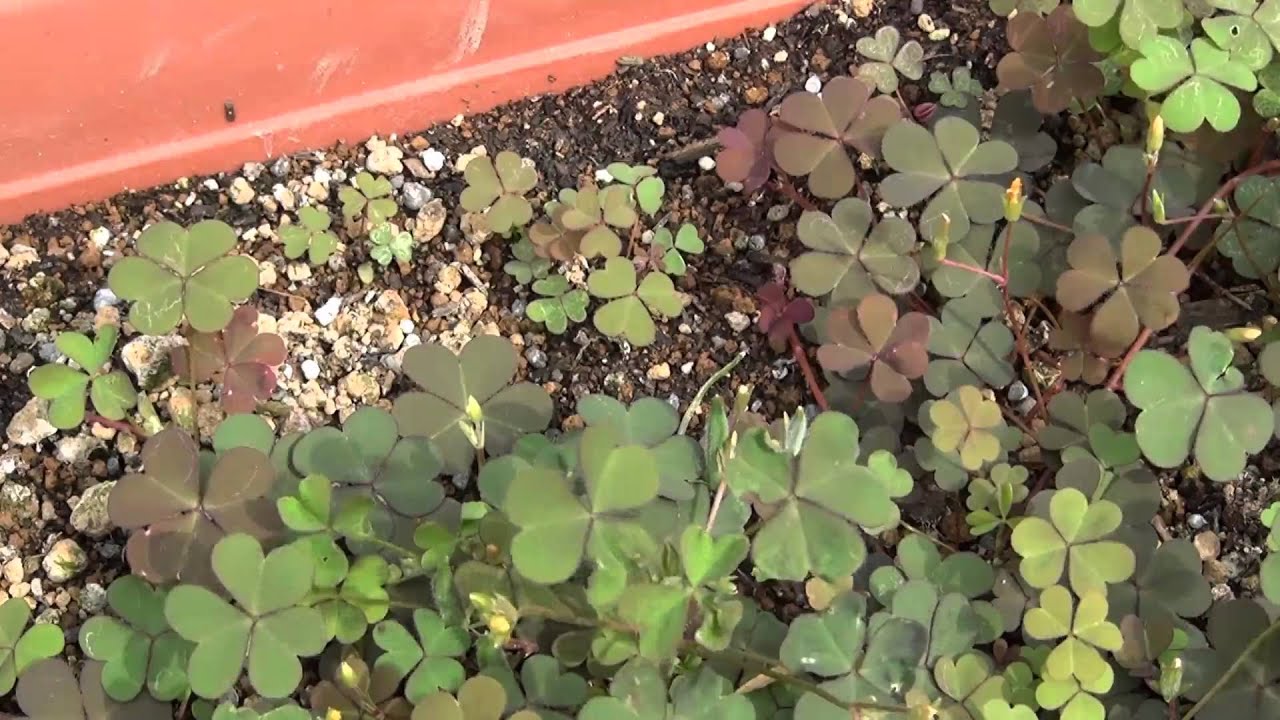 カタバミの葉の昼と夜