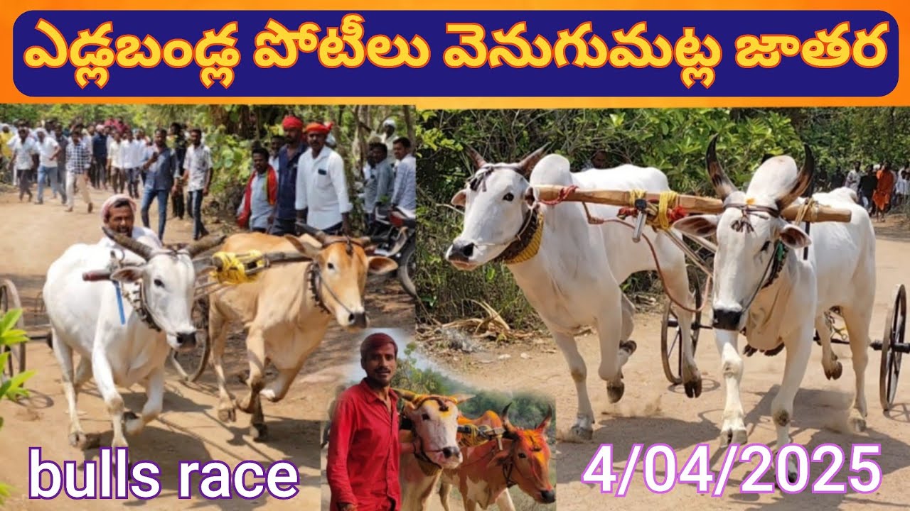 వెనుగుమట్ల జాతర ఎడ్లబండ్ల పోటీలు//venugumatla jathara//bulls race 4/4/2025