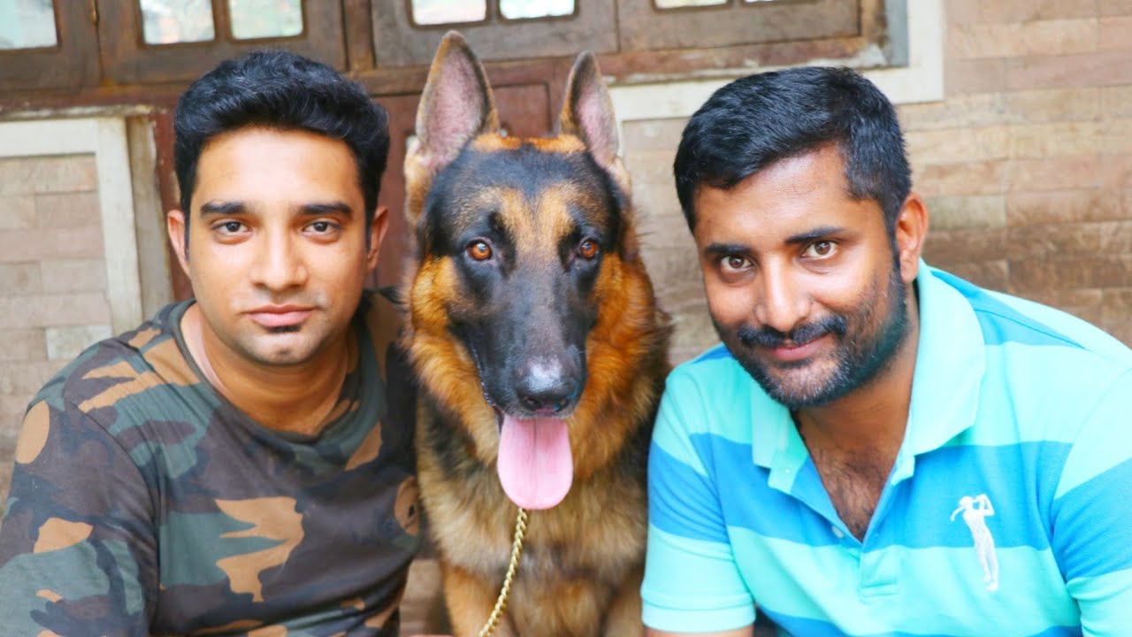 German shepherd 🐶 [ECO OWN MEDIA] Dog farming 🐶