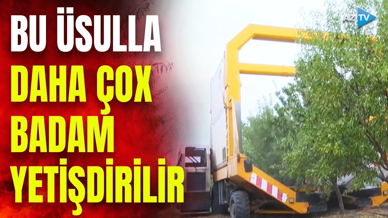 Qaxda badamın məhsuldarlığını artırmaq üçün bu üsuldan istifadə edildi: yenilik nədir?
