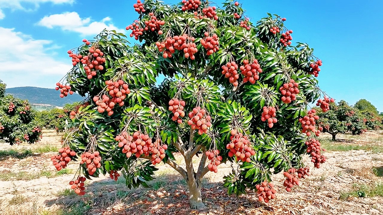 Explore a New Lychee Variety with Super Big and Abundant Fruit in Rural Italy | Countryside Life
