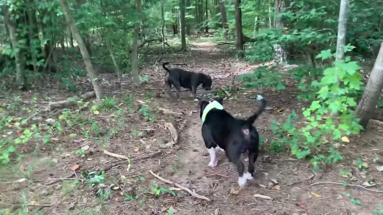 Rowdy looking for a friend to play with..