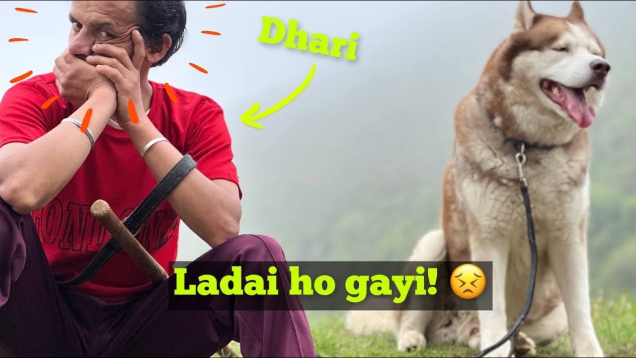Aaj Dhari se Ladai ho gayi 😣 | Max Shaitaan 😭 | THE HIMALAYAN HUSKY