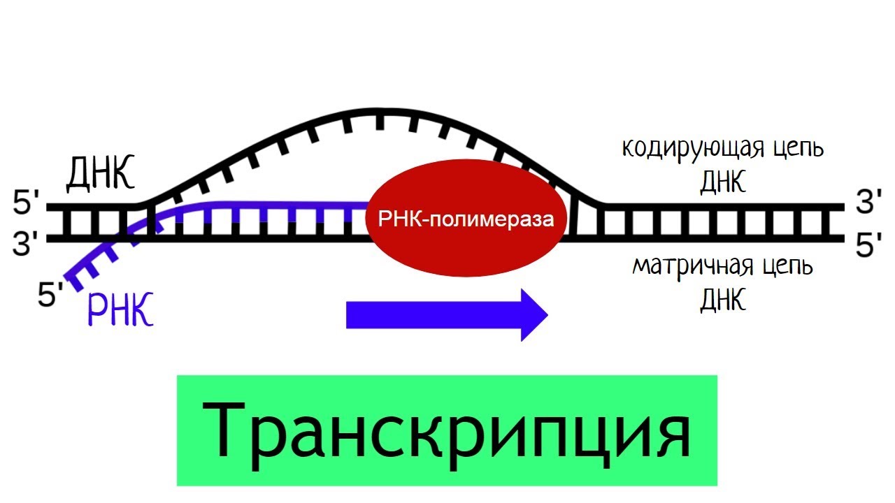 Синтез белка: транскрипция | самое простое объяснение